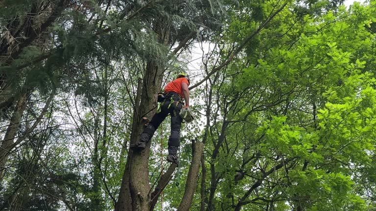 How Our Tree Care Process Works  in  Orrville, OH